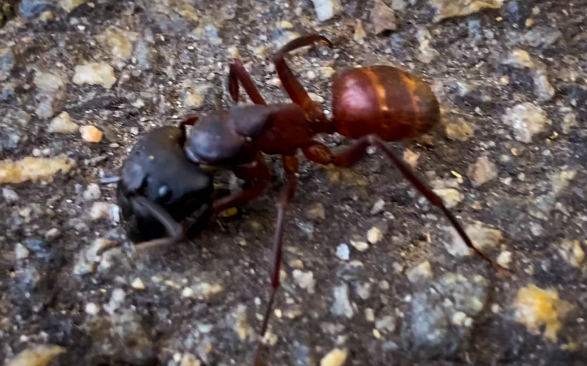 Giant Ant Foraging in Clarity