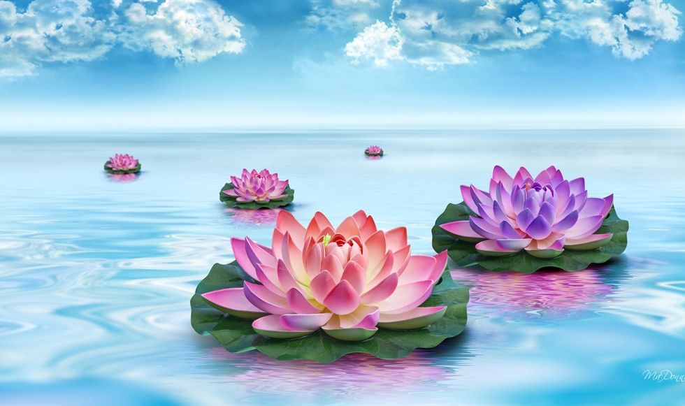 A lotus just bloomed on the ocean: A Day of Mindfulness